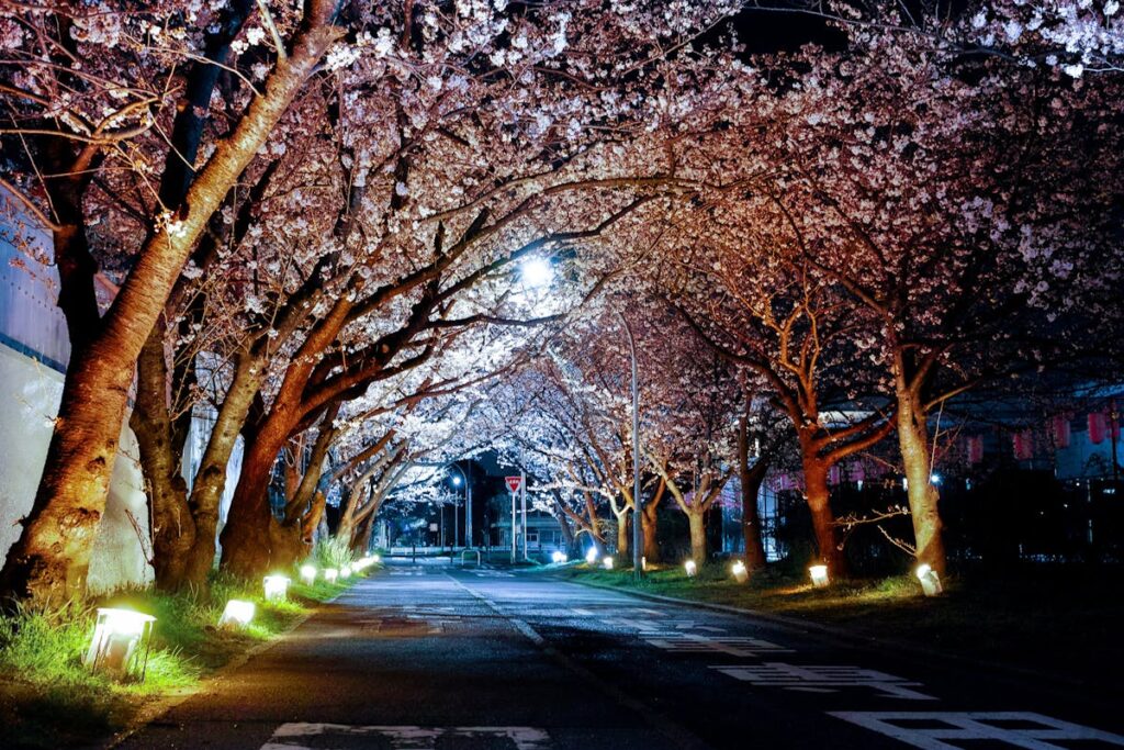 Cherry blossom season